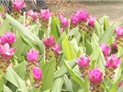 Đồng Tháp: Nhân giống dược liệu làm cây cảnh